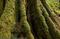 AUSTRALIA, Tasmania, Weld Valley. Mossy root butresses of Myrtle (Southern Beech) tree in temperate rainforest.