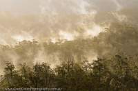 AUSTRALIA, Tasmania, Southwest National Park. Mist rising from eucalypt-forested ridges in Weld Valley.
