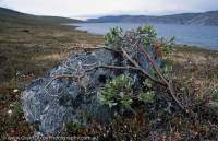 GREENLAND, Kangerlussuaq. Dwarf willow shrub shelters behind boulder beside Lake Amitsorsuaq.