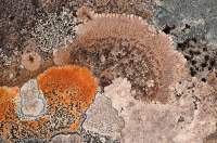 AUSTRALIA, Tasmania, Vale of Belvoir. Detail of lichens growing on glacial erratic boulder, TLC-owned land.