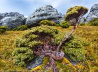Baekea gunniana alpine shrub, Tasmanian Wilderness World Heritage Area