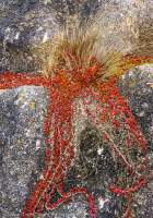 Succulent on granite, Tarkine region, Tasmania