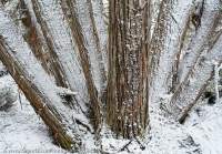 Pencil Pines in snow, Walls of Jerusalem National Park, Tasmanian Wilderness World Heritage Area.