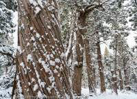 Pencil Pines in snow, Walls of Jerusalem National Park, Tasmanian Wilderness World Heritage Area.