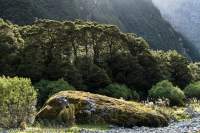 Prospect Ck valley, Fiordland. Worsley valley to Milford Sound, NZ 2024